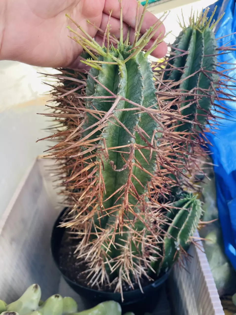 plant/Euphorbia Horrida Noorsveldensis, Gallon-0