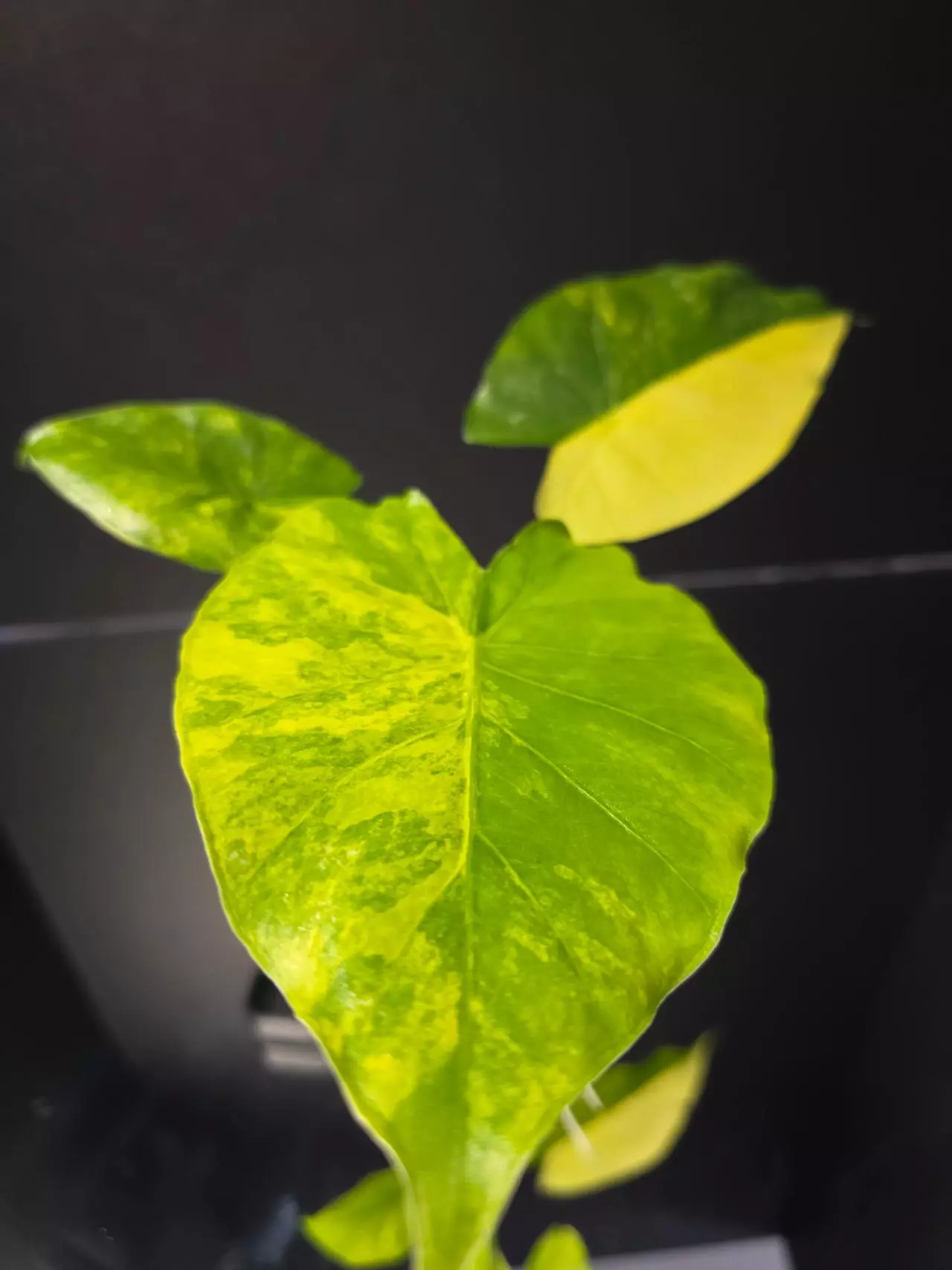 plant/Alocasia Gageana Aurea-0