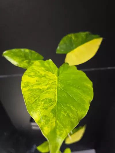 plant/Alocasia Gageana Aurea-0-thumbnail