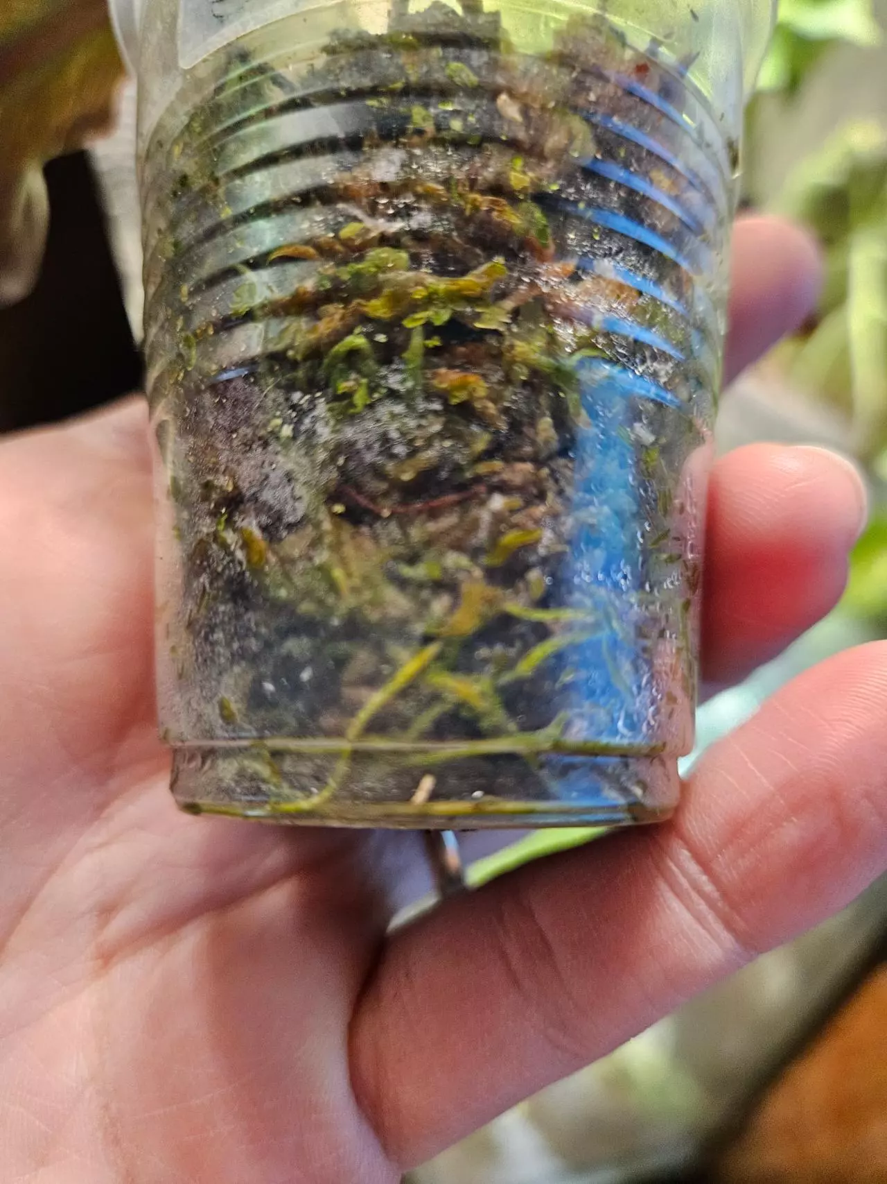 plant/Mint micans from a high var-3