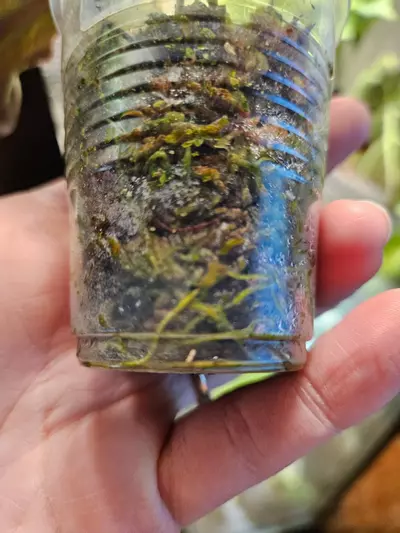 plant/Mint micans from a high var-3-thumbnail