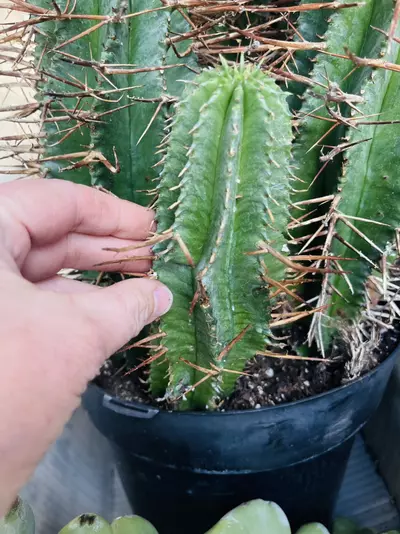plant/Euphorbia Horrida Noorsveldensis Baby-0-thumbnail