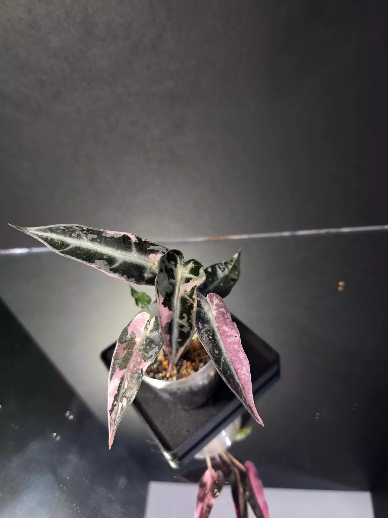 plant/Alocasia Pink Bambino 2-2