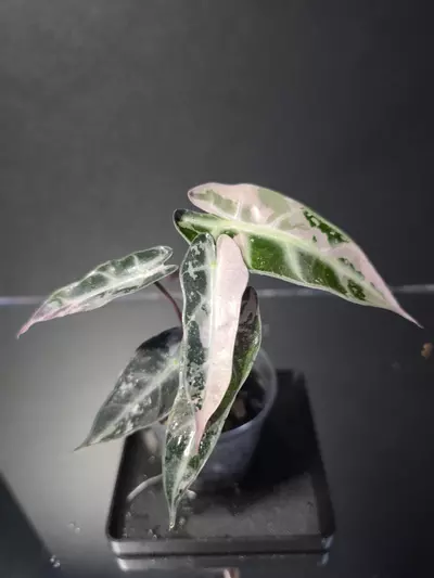 plant/Alocasia Pink Bambino 3-0-thumbnail