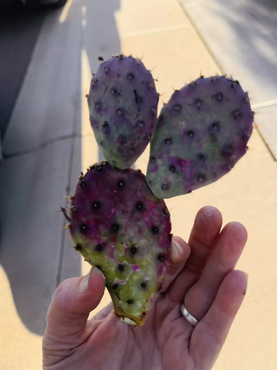 plant/Opuntia Basilaris 'Baby Rita' 7-10” cutting GC-0