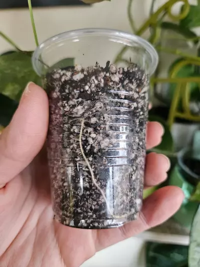 plant/Multiflora aurea ✨️-1-thumbnail