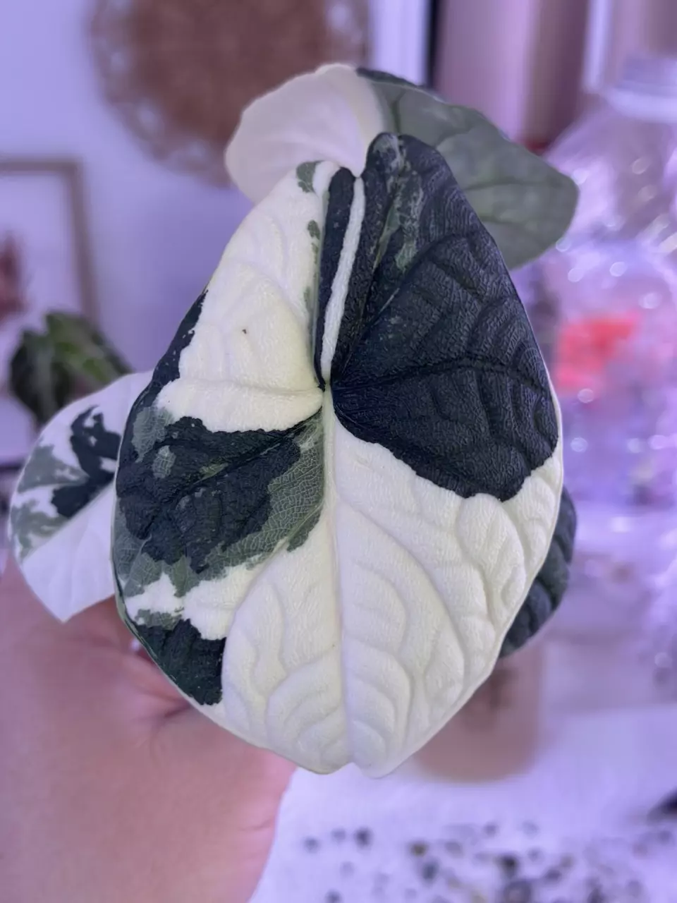 plant/Alocasia Melo Albo corm (smaller)-0