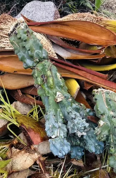 plant/Peruvian Apple Monstrose Rescue Cutting, GC-0-thumbnail