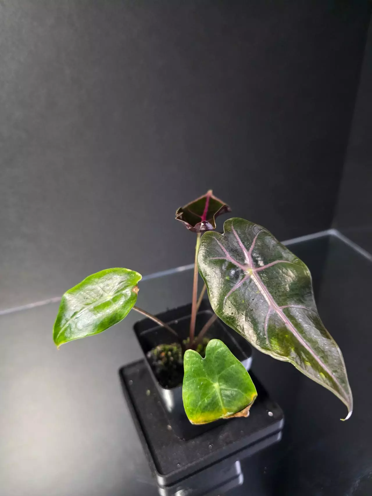 plant/Alocasia Black Satun Pink Bone-2