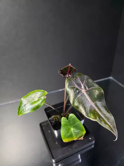 plant/Alocasia Black Satun Pink Bone-2-thumbnail