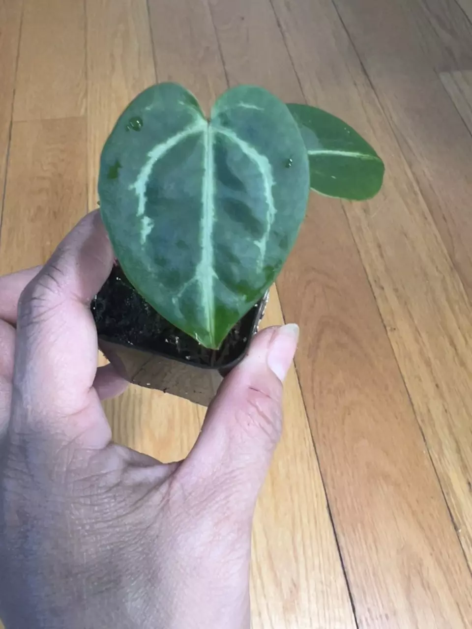 plant/Anthurium SKG Grey Mutant x Doc Block Brielle Zara-1