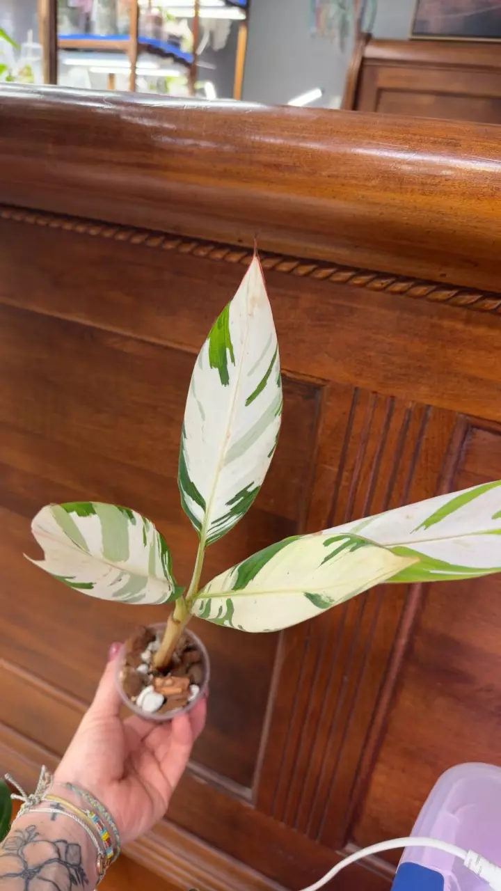 plant/Musa ‘Florida’ variegated✨-7