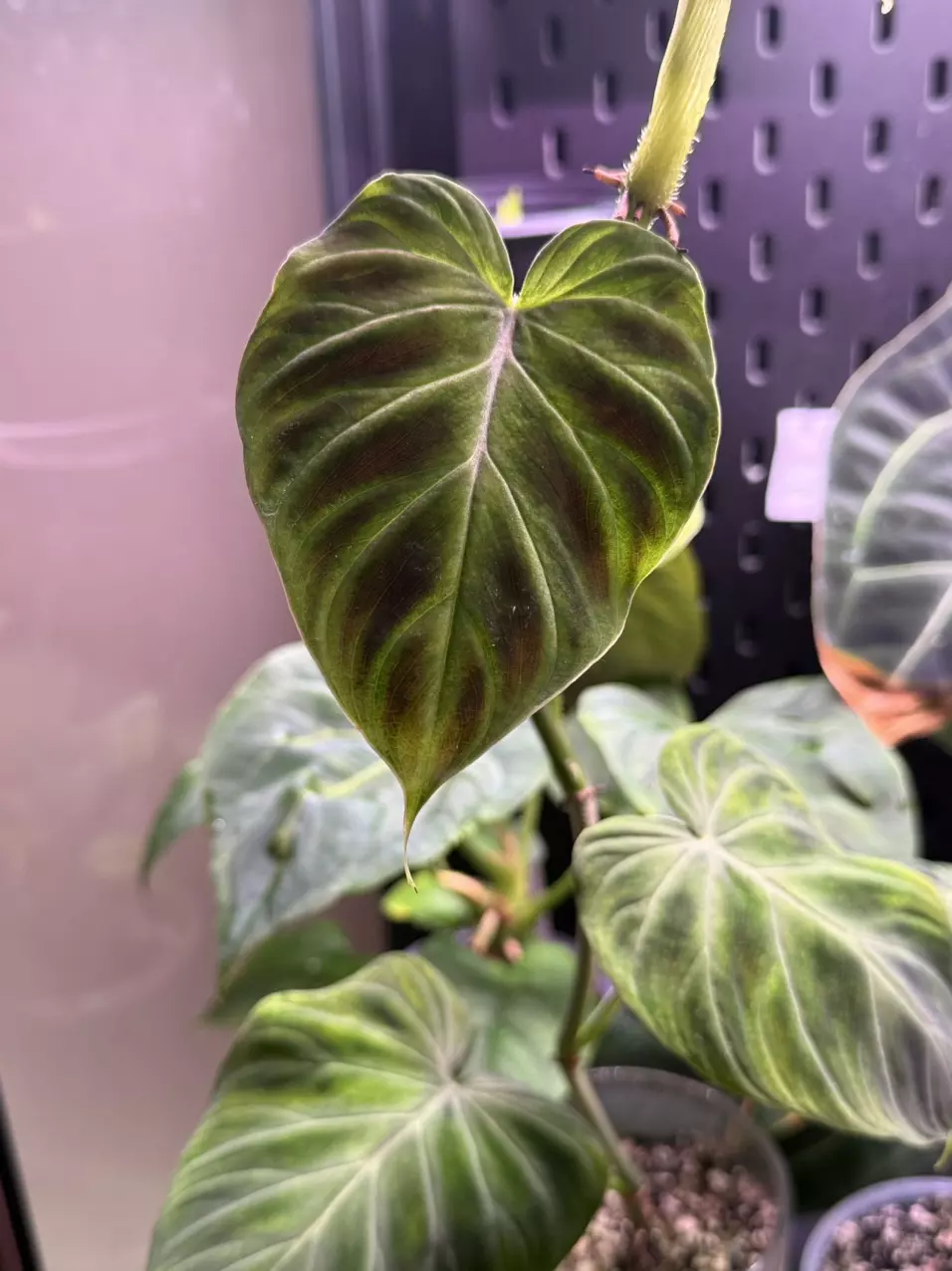 plant/Philodendron Verrucosum Glow-0