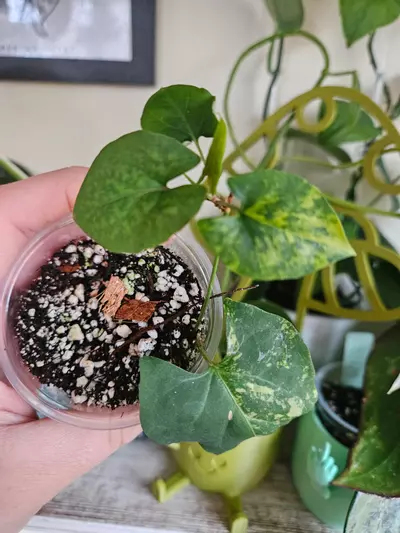 plant/Multiflora aurea ✨️-0-thumbnail