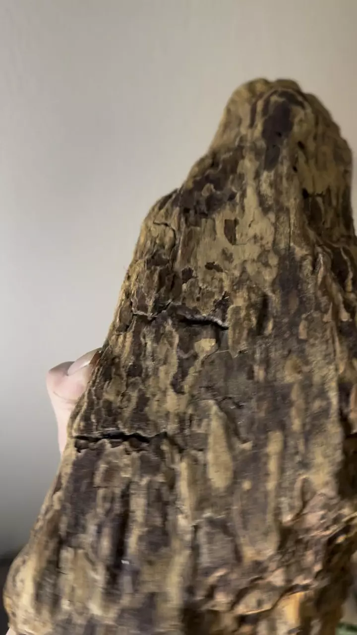 plant/Redwood Driftwood - Untreated - 19-0