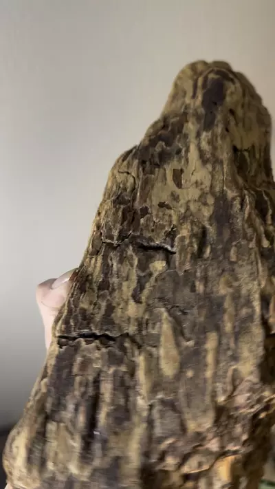 plant/Redwood Driftwood - Untreated - 19-0-thumbnail