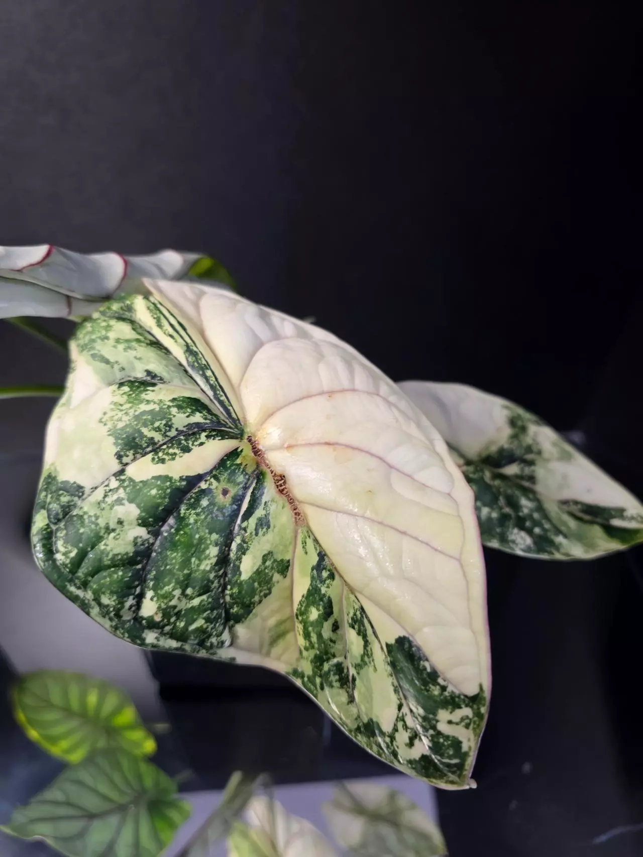 plant/Alocasia Dragon Scale Albo-0