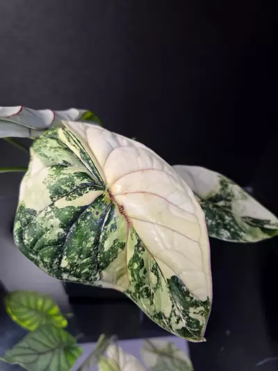plant/Alocasia Dragon Scale Albo-0-thumbnail