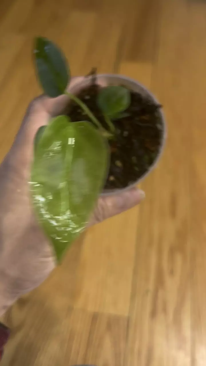 plant/Anthurium Ace Of Spades x Subsignatum seedling-1