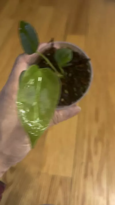 plant/Anthurium Ace Of Spades x Subsignatum seedling-1-thumbnail