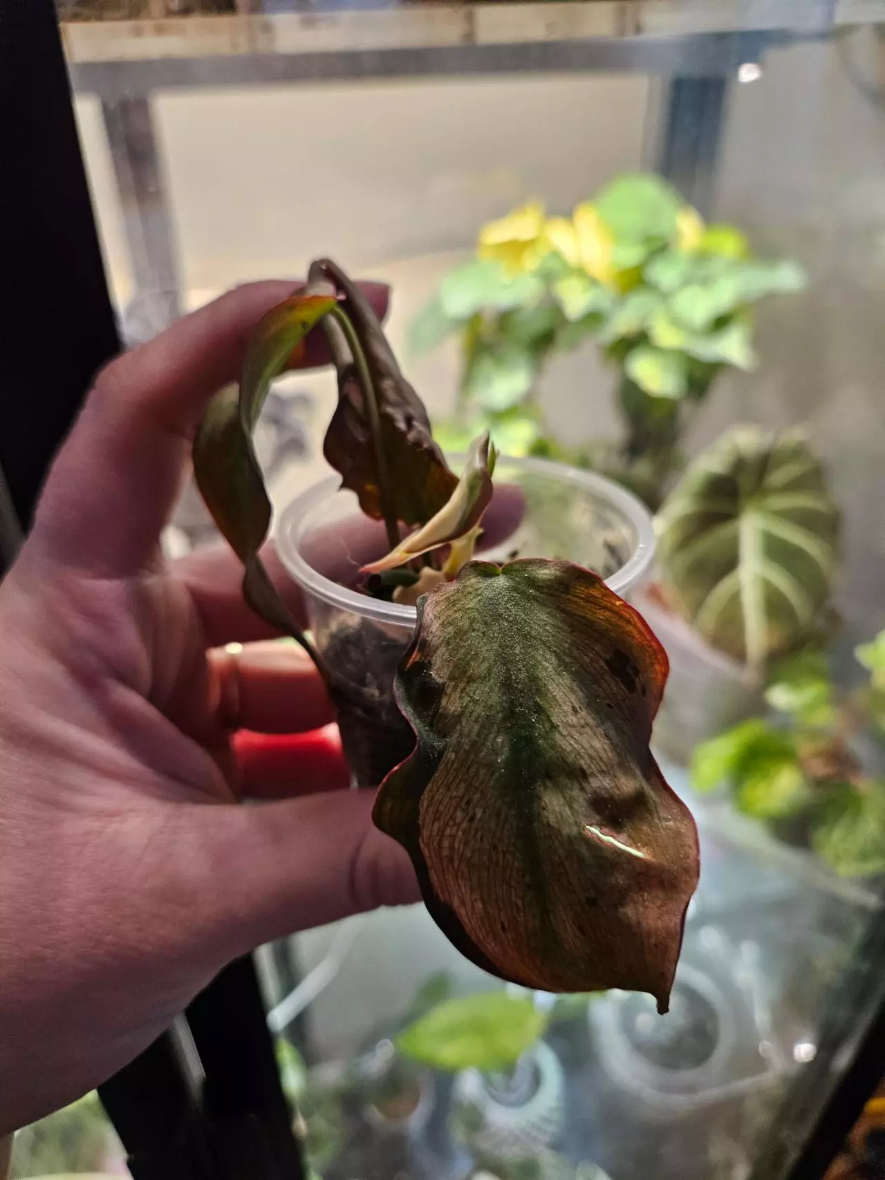 plant/Mint micans from a high var-0