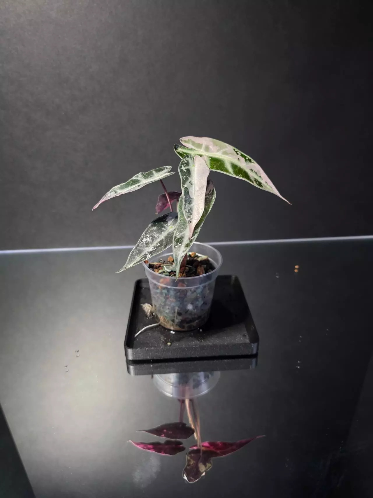 plant/Alocasia Pink Bambino 3-4
