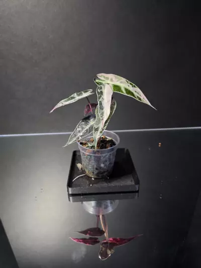 plant/Alocasia Pink Bambino 3-4-thumbnail
