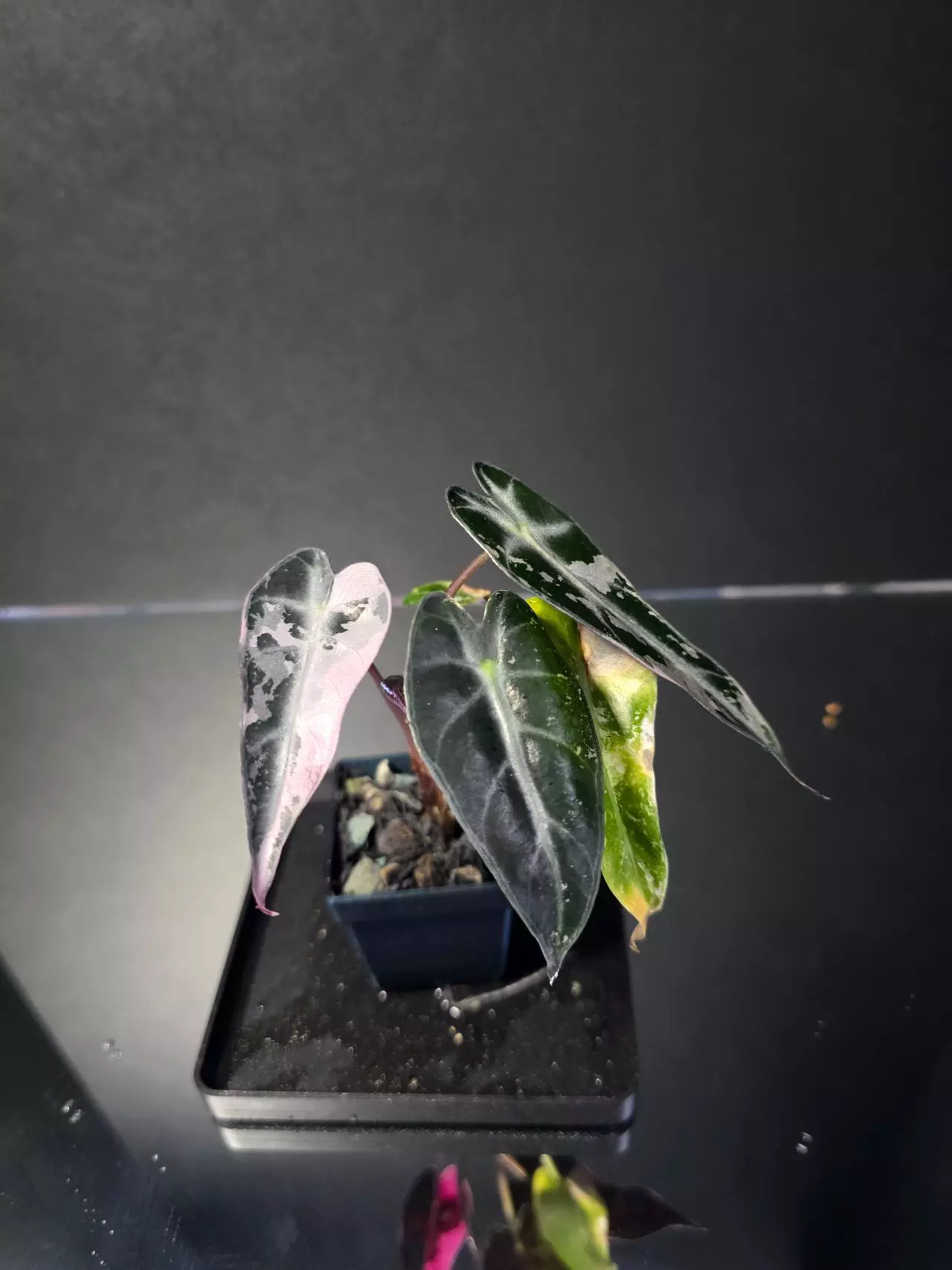 plant/Alocasia Pink Bambino 4-1