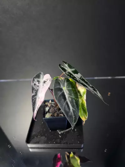 plant/Alocasia Pink Bambino 4-1-thumbnail