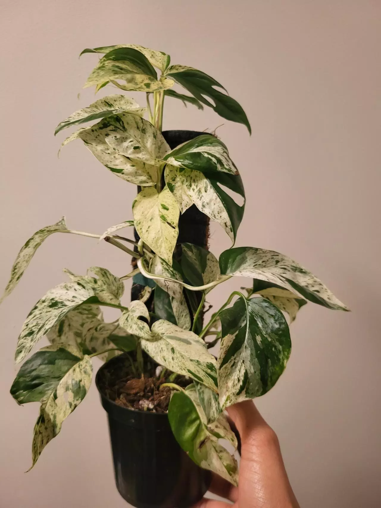 plant/Epipremnum pinnatum marble-0