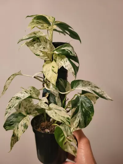 plant/Epipremnum pinnatum marble-0-thumbnail