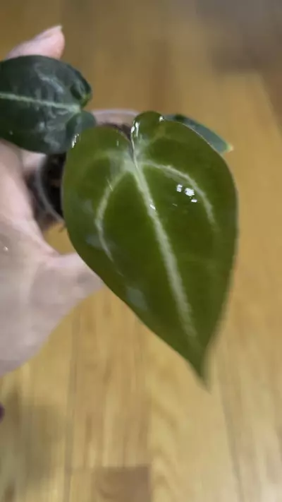 plant/Anthurium Magnificum x Papillilaminum prop-1-thumbnail