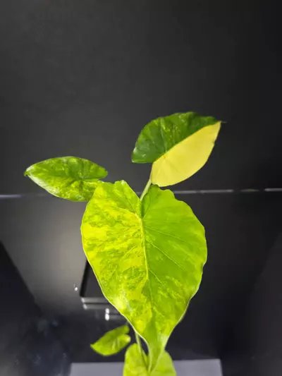 plant/Alocasia Gageana Aurea-1-thumbnail