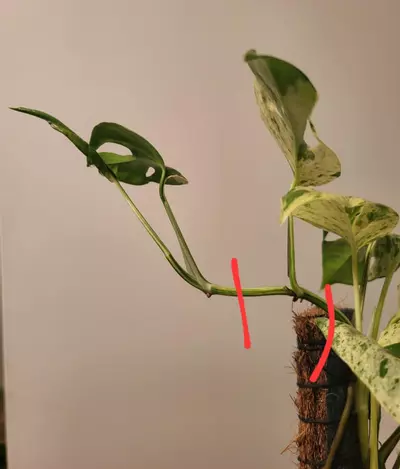 plant/Epipremnum pinnatum marble-1-thumbnail