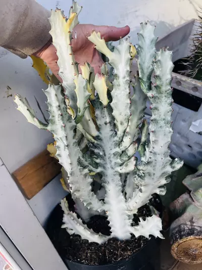 plant/Huge Euphorbia Ghost, Variegated Lactea Ghost-0-thumbnail