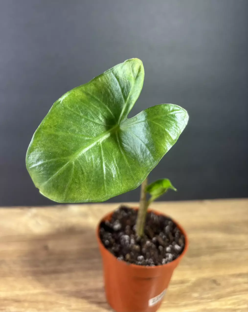 plant/Alocasia Nee Guinea Gold 3” 2296-1