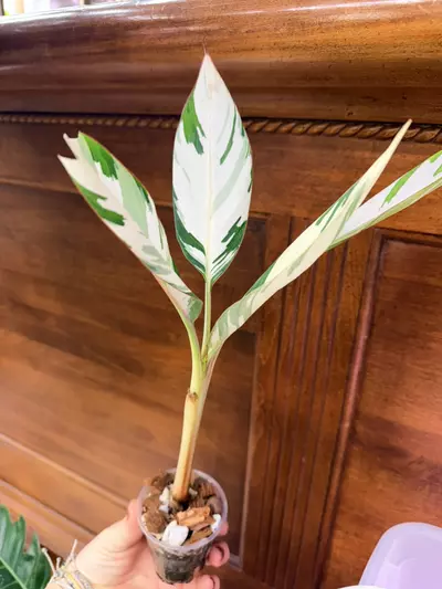 plant/Musa ‘Florida’ variegated✨-0-thumbnail