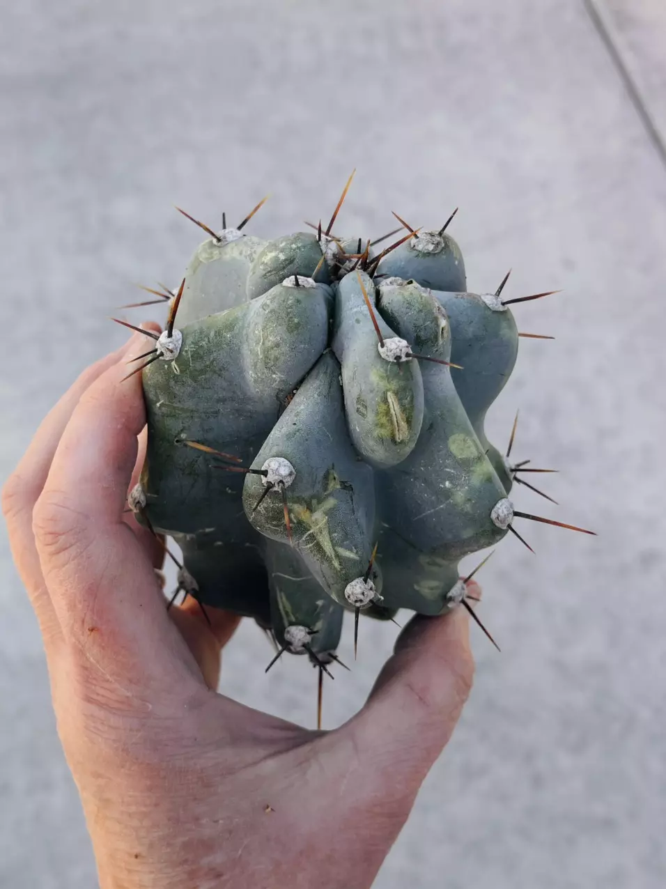 plant/Peruvian Apple Monstrose Rescue Cutting, GC-0