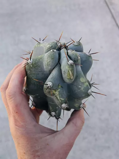 plant/Peruvian Apple Monstrose Rescue Cutting, GC-0-thumbnail