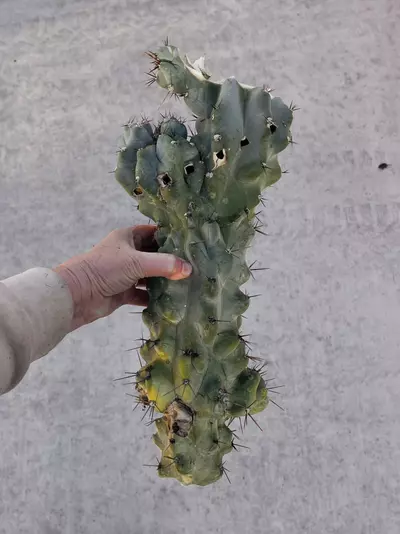 plant/Peruvian Apple Monstrose Rescue Cutting, GC-0-thumbnail