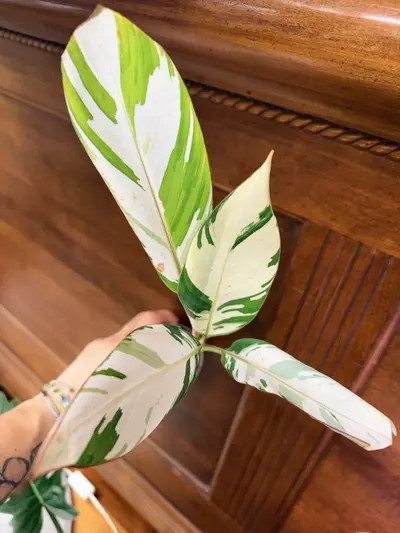 plant/Musa ‘Florida’ variegated✨-1-thumbnail