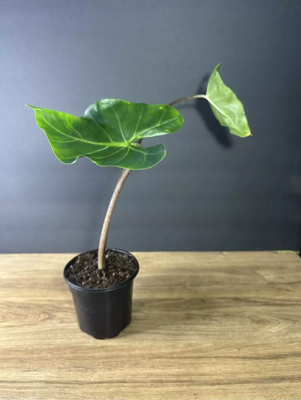 plant/Alocasia New Guinea Gold 4” 2299-1