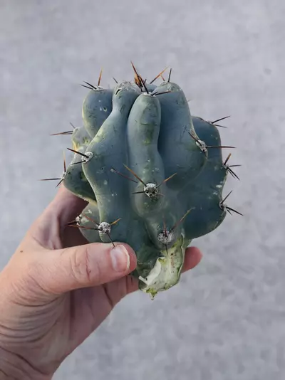 plant/Peruvian Apple Monstrose Rescue Cutting, GC-1-thumbnail