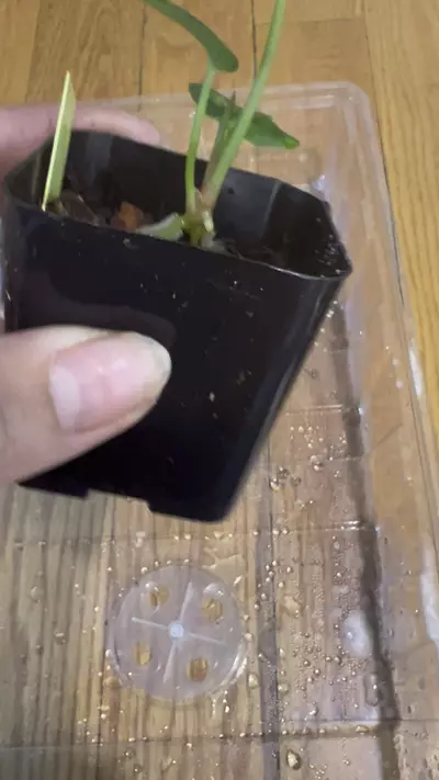 plant/Anthurium Dorayaki x Red Raspberry-1-thumbnail