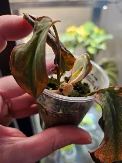 plant/Mint micans from a high var-2-thumbnail