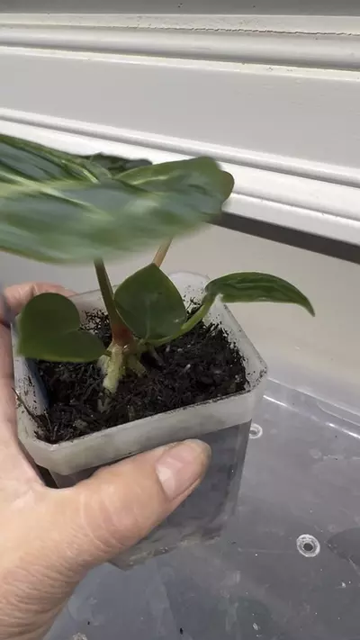 plant/Anthurium Dorayaki x Pink Lemonade #271-2-thumbnail