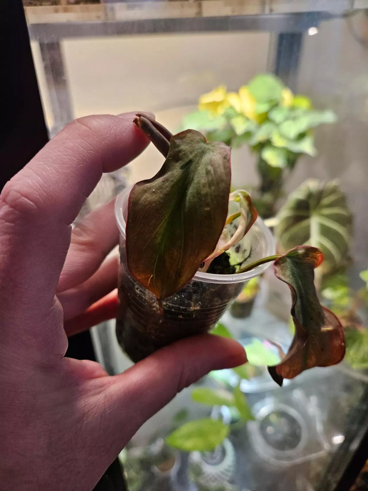 plant/Mint micans from a high var-1