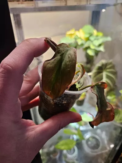 plant/Mint micans from a high var-1-thumbnail