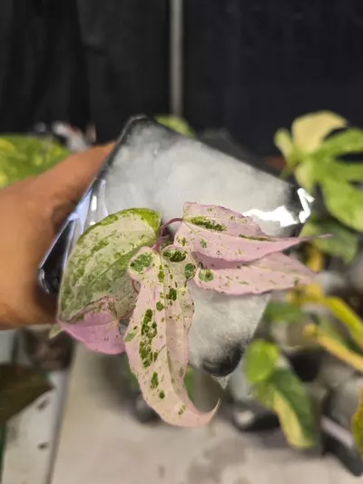 plant/Dioscorea Pink Piskie-0-thumbnail