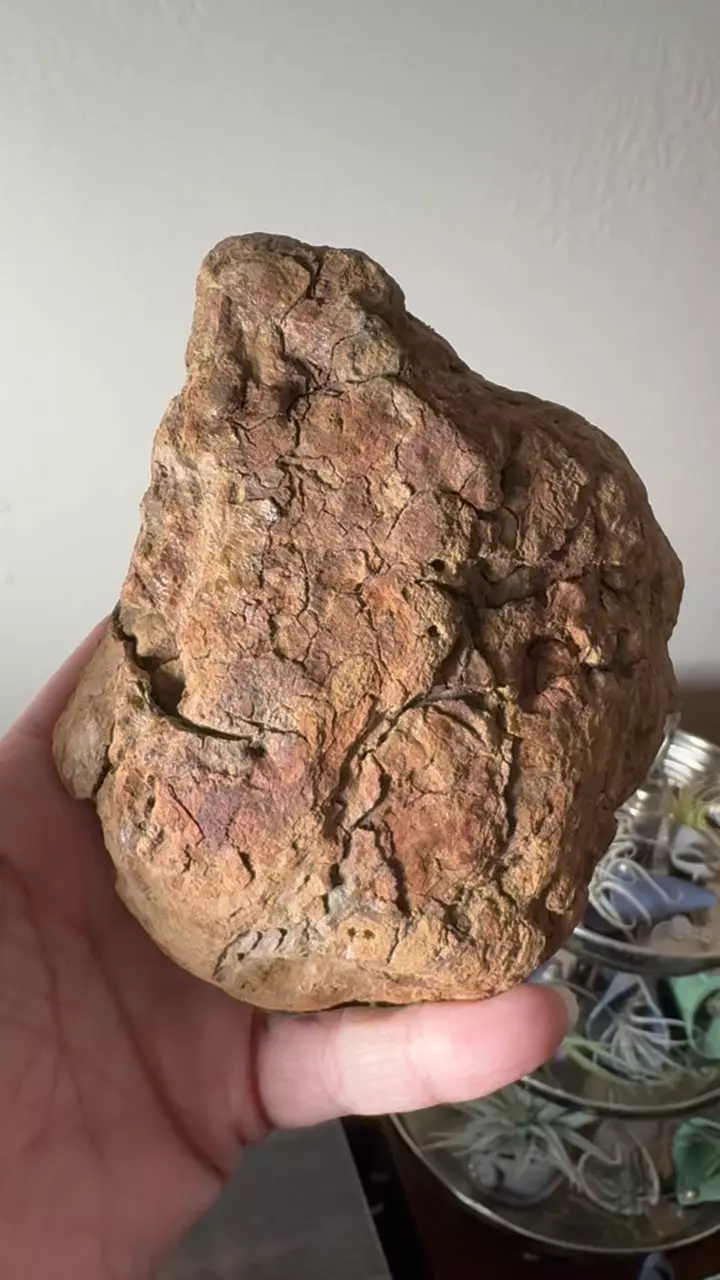 plant/Redwood Driftwood with Hook - Bleach-Sterilized & Varnished - 20-0